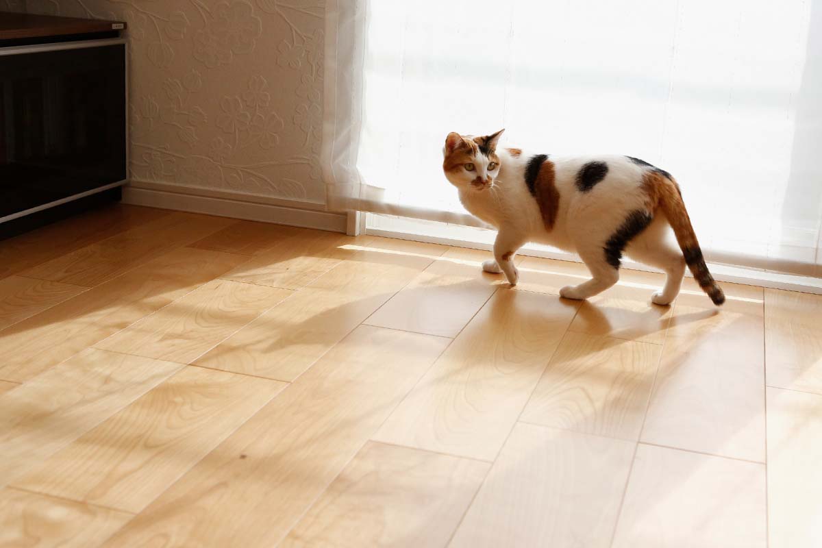 猫と暮らしてもお手入れしやすいフローリング