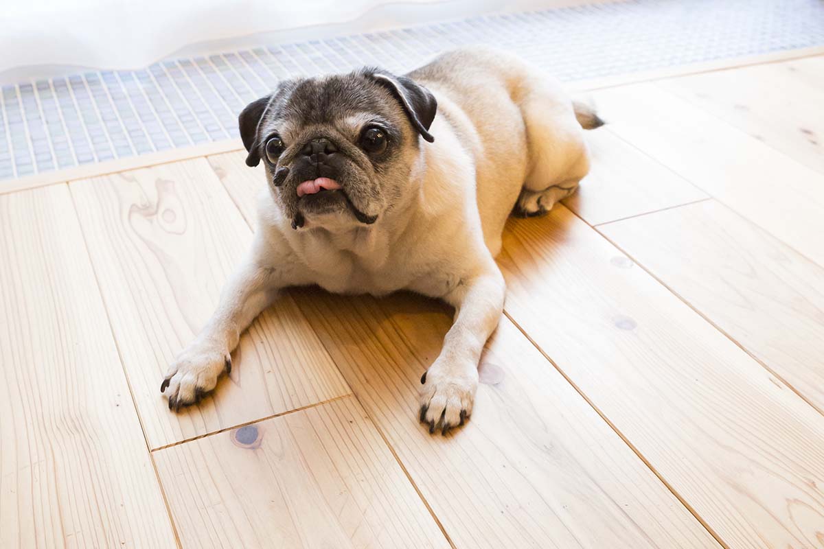 杉の床を気に入った愛犬